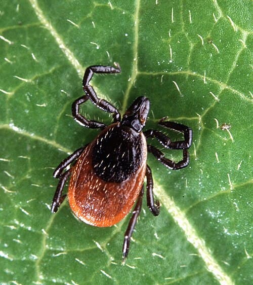 Deer tick close-up