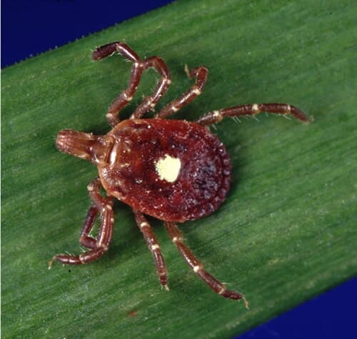 Lone star tick close-up